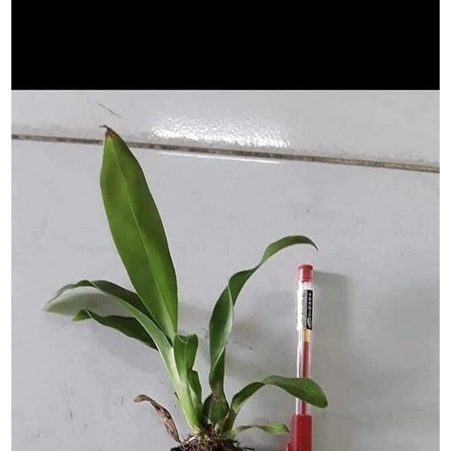 Hoa Lan vũ nữ hoàng hậu HOA TẾT