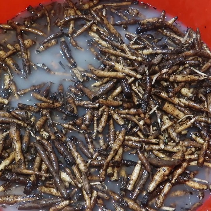03 Kg Tiên mao - sâm cau đen (Hàng tươi, rửa sạch)