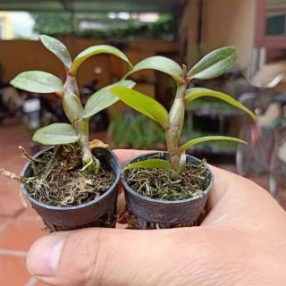 Hoa phong lan - nù tam bố đứng