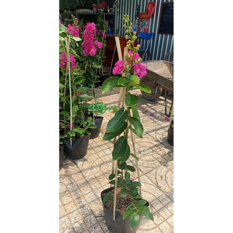 cây bằng lăng thái tím và hồng