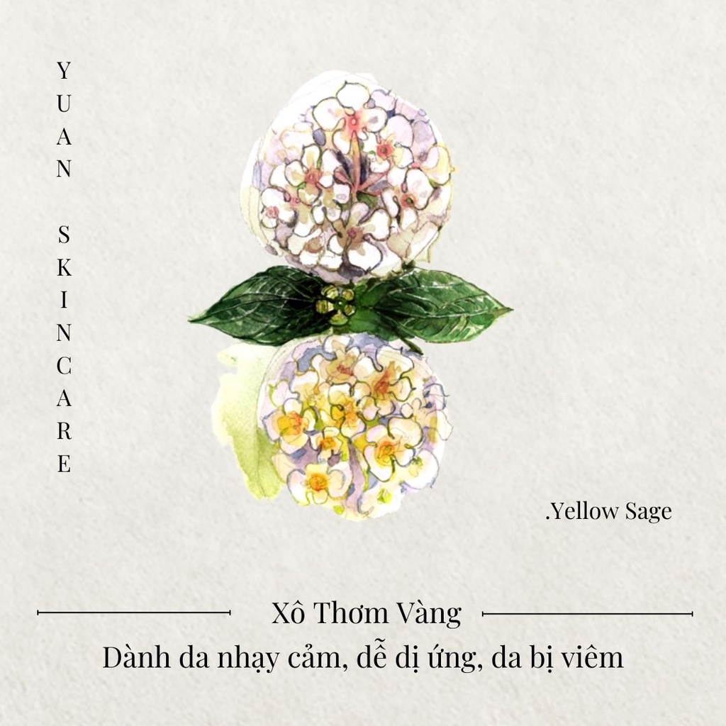 Xà phòng Yuan Xô Thơm Vàng (Yellow Sage) giảm ngứa - 18g