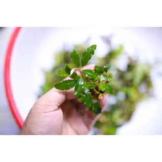 Bucep mix hàng cạn (ra lá nước tím thẫm rất đẹp) - hàng về 29.5.2021