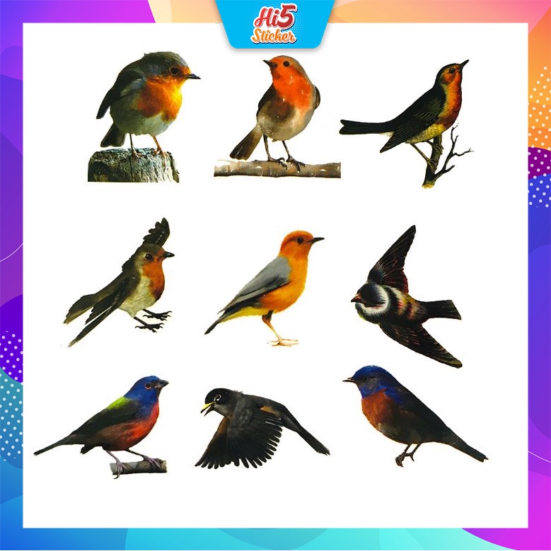 Sticker bộ sưu tập chim Cực COOL ms#247