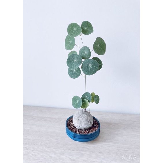 Bình vôi Thái - Stephania Erecta