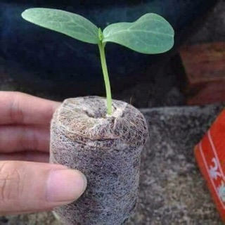 COMBO túi 25 viên nén sơ dừa❤️Tuyển Sỉ Toàn Quốc❤️