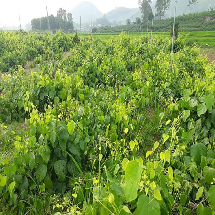 3 cây giống bò khai