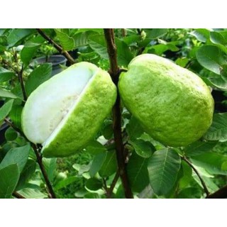 Cây giống ổi lê đài loan