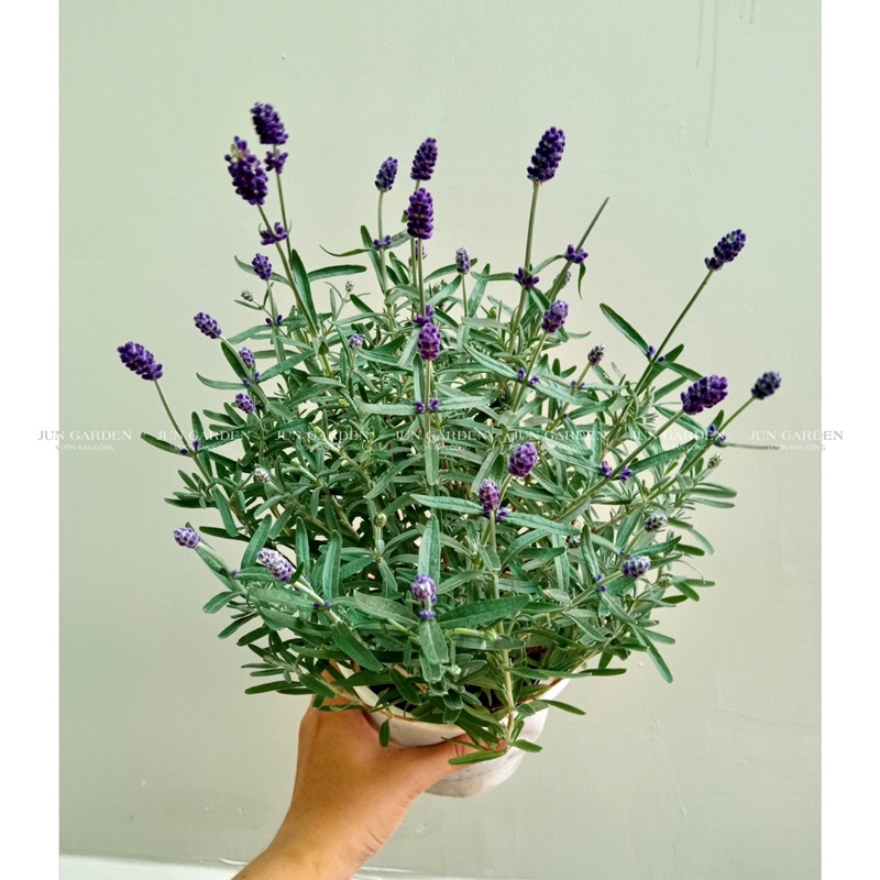 Chậu Hoa Oải Hương Lavender JUN GARDEN chịu nhiệt
