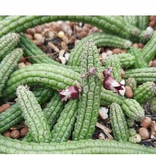 Sao biển Echidnopsis ericiflora