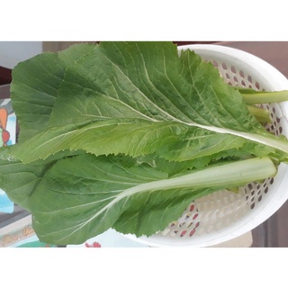 (GÍA SỈ) [Gói 20g] Hạt giống Cải bẹ xanh mỡ