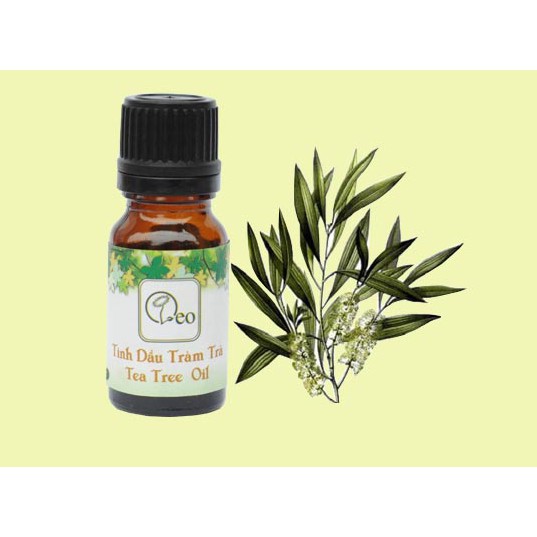 Tinh dầu tràm trà - Tea Tree