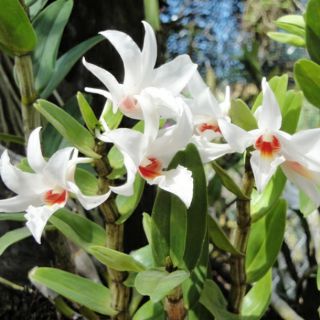 1 bui Lan nhất điểm hoàng