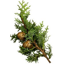 Tinh dầu bách vùng Provence - CYPRÈS DE PROVENCE BIO | BigBuy360 - bigbuy360.vn