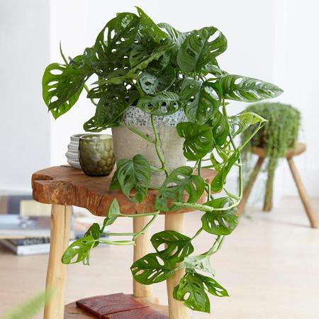 Cây Monstera adansonii Vine Forms (Trầu Bà Lỗ Dạng Leo, Quái Vật Lỗ Dạng Leo) buộc cột chậu nhựa có nhiều notes để nhân