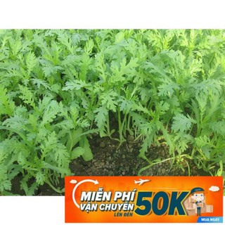 20g Hạt giống Rau Tần ô