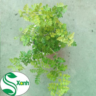Cây Cần Thăng Bonsai Mini