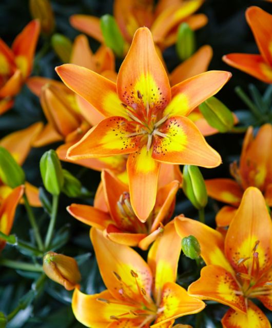 Củ Hoa Ly Lùn Trồng Tết