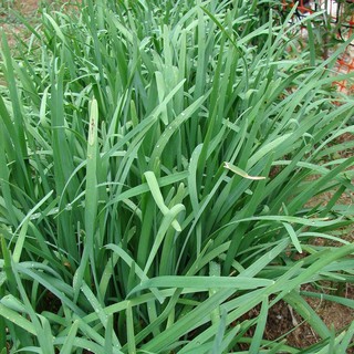 1gr - HẠT GIỐNG CÂY HẸ