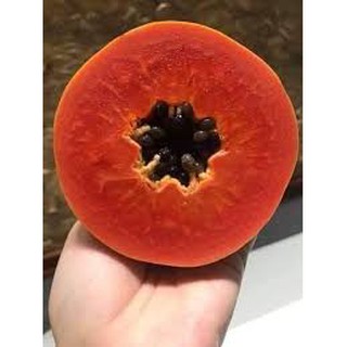 5 HẠT GIỐNG ĐU ĐU RUỘT ĐỎ