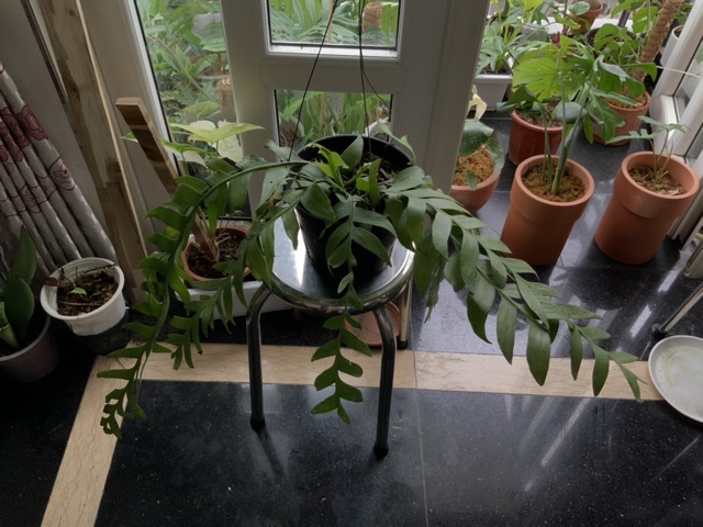 Cây Quỳnh Thái Lan - Selenicereus Chrysocardium