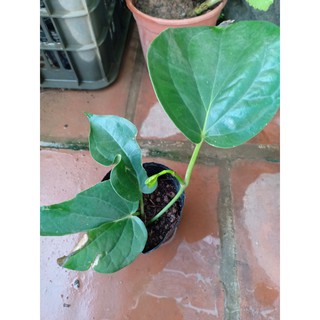 Cây trầu không cây giống