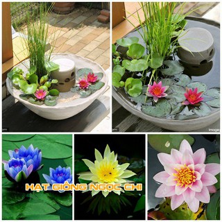 Hạt Giống Hoa Súng Mini - 5 Hạt
