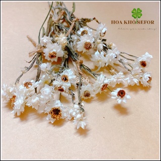 Cúc Ammobium vụn ❤️Hoa khô Cúc Ammobium ❤️ làm thiệp, resin, nguyên liệu handmade