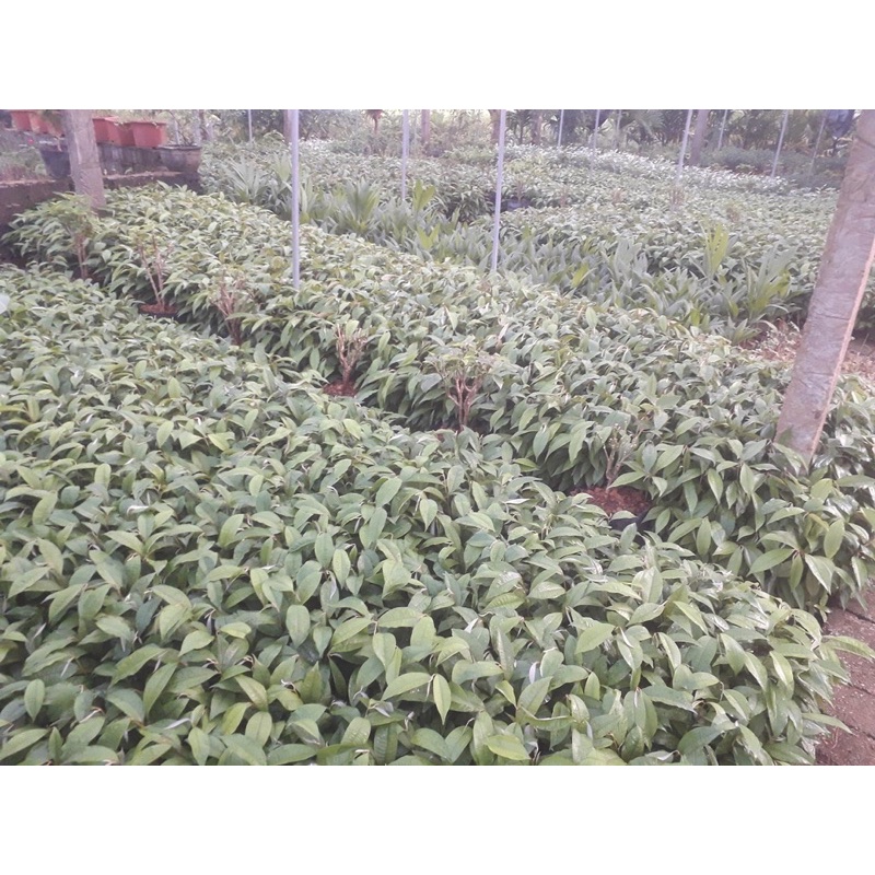 2 cây vú sữa giống gieo hạt Ngagarden