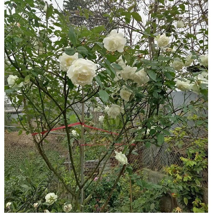 Combo 2 hoa hồng Bạch Ho