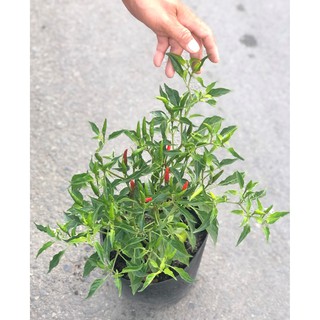 Cây ớt hiểm nhiều trái