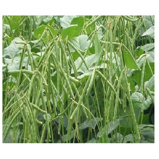 HẠT ĐẬU XANH CAO SẢN HN 208 - GÓI 100 GRAM