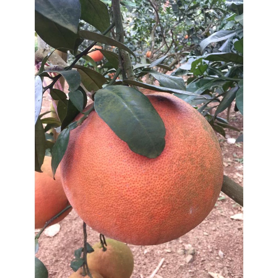 Hạt giống cây bưởi đỏ
