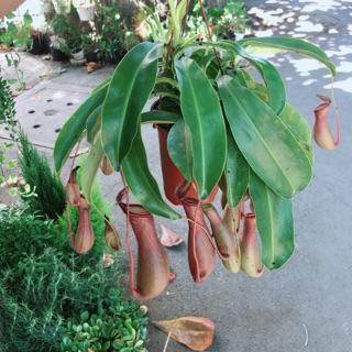 Chậu nắp ấm