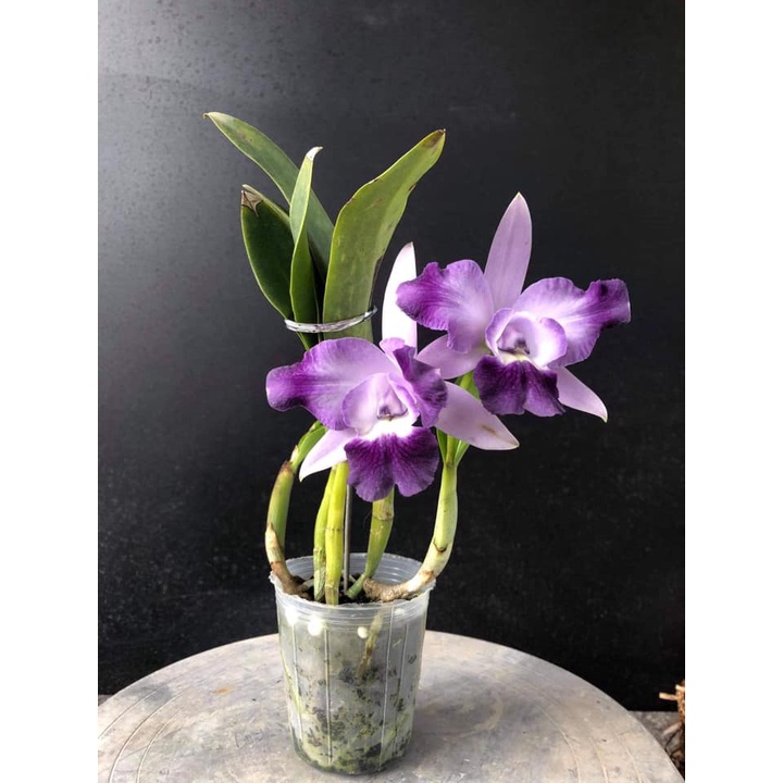 Hoa Lan Cattleya- ANGLE KISS- chậu trưởng thành