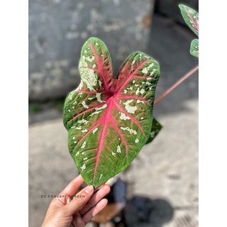 (Hỏa Tốc) Môn Caladium Bicolor