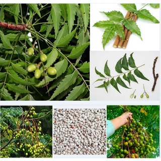 Hạt giống xoan ta sầu đông, thầu đâu - gói 30 hạt kns2284