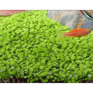 [FREESHIP 99K TOÀN QUỐC] Hạt Mầm Thủy Sinh
