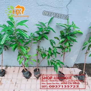 COMBO 5 CÂY VỐI CÂY GIỐNG