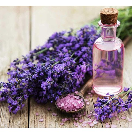 Tinh dầu oải hương (Lavender) nguyên chất từ thiên nhiên - KingOil