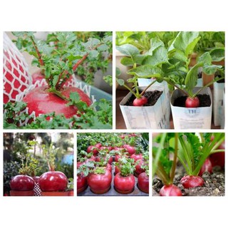 HẠT CỦ CẢI ĐỎ MAY MẮN KHỔNG LỒ