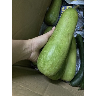 1 quả Bí xanh ĐÀ LẠT - Rau củ bình ổn giá mua dịch