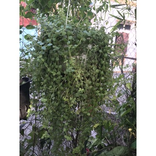 10 cây vảy rồng