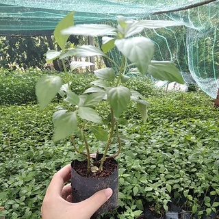 [Mua 5 tặng 1, mua 10 tặng 2, n] Cây giống râu mèo