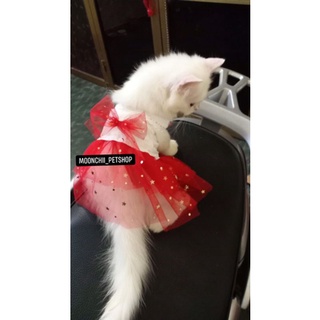 đầm dây chó  mèo