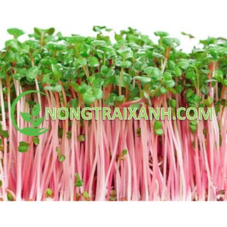 100gr - hạt giống rau mầm củ cải đỏ
