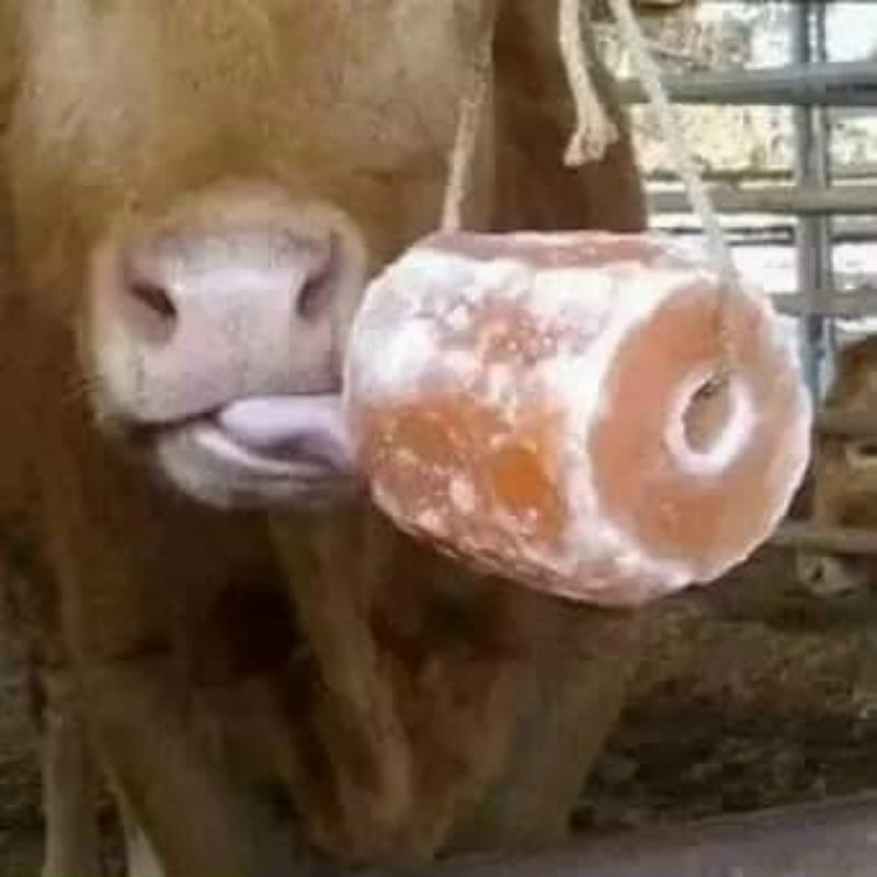 1V (2-2,7kg)Đá Muối Liếm Himalaya Cho Gia Súc -Chính Hãng Pakistan
