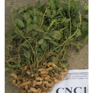 Hạt Giống Lạc Đen ( Đậu Phộng Đen ) - Gói 15gram KNS2106