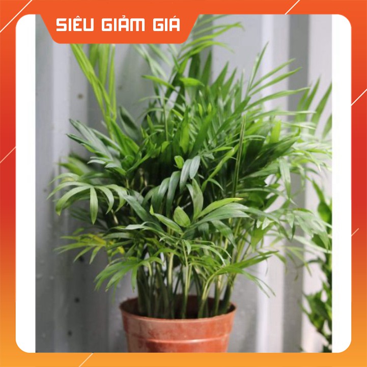 Cau tiểu trâm MIX CHẬU để bàn