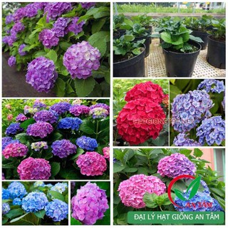 Hạt giống Hoa Cẩm tú cầu nhập khẩu-  chuyên dụng.