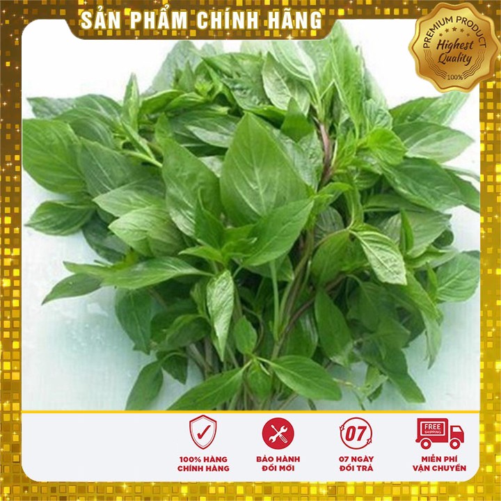 Hạt giống rau húng quế hat giống rau thơm quế- 2 gr